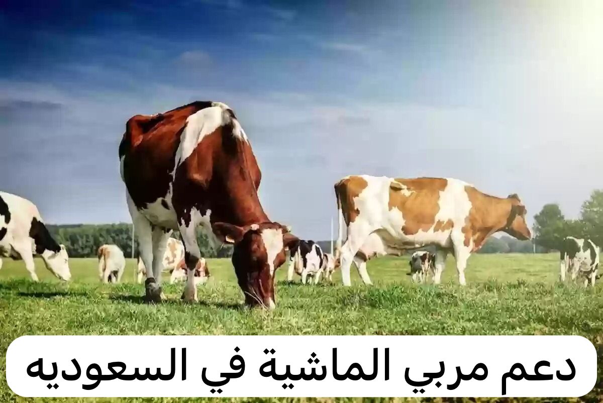 دعم مربي الماشية