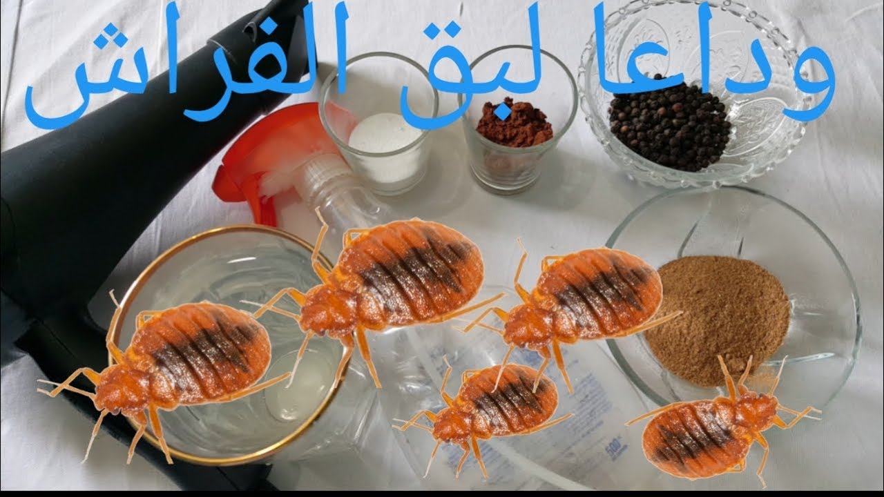 القضاء على بق الفراش