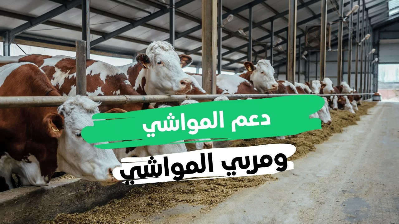 تحديث دعم صغار مربي الماشية